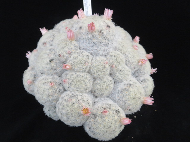 35．赤花白星群生 サボテン 多肉植物 サボテン マミラリア 実生