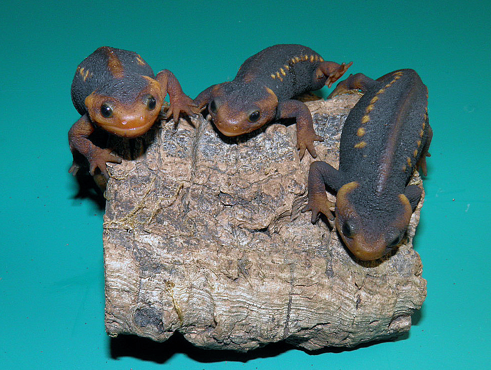 アメイロイボイモリ　２０２２年１１月初旬上陸個体１０cm１匹　追加できます　いかつい顔で、可愛いいです
