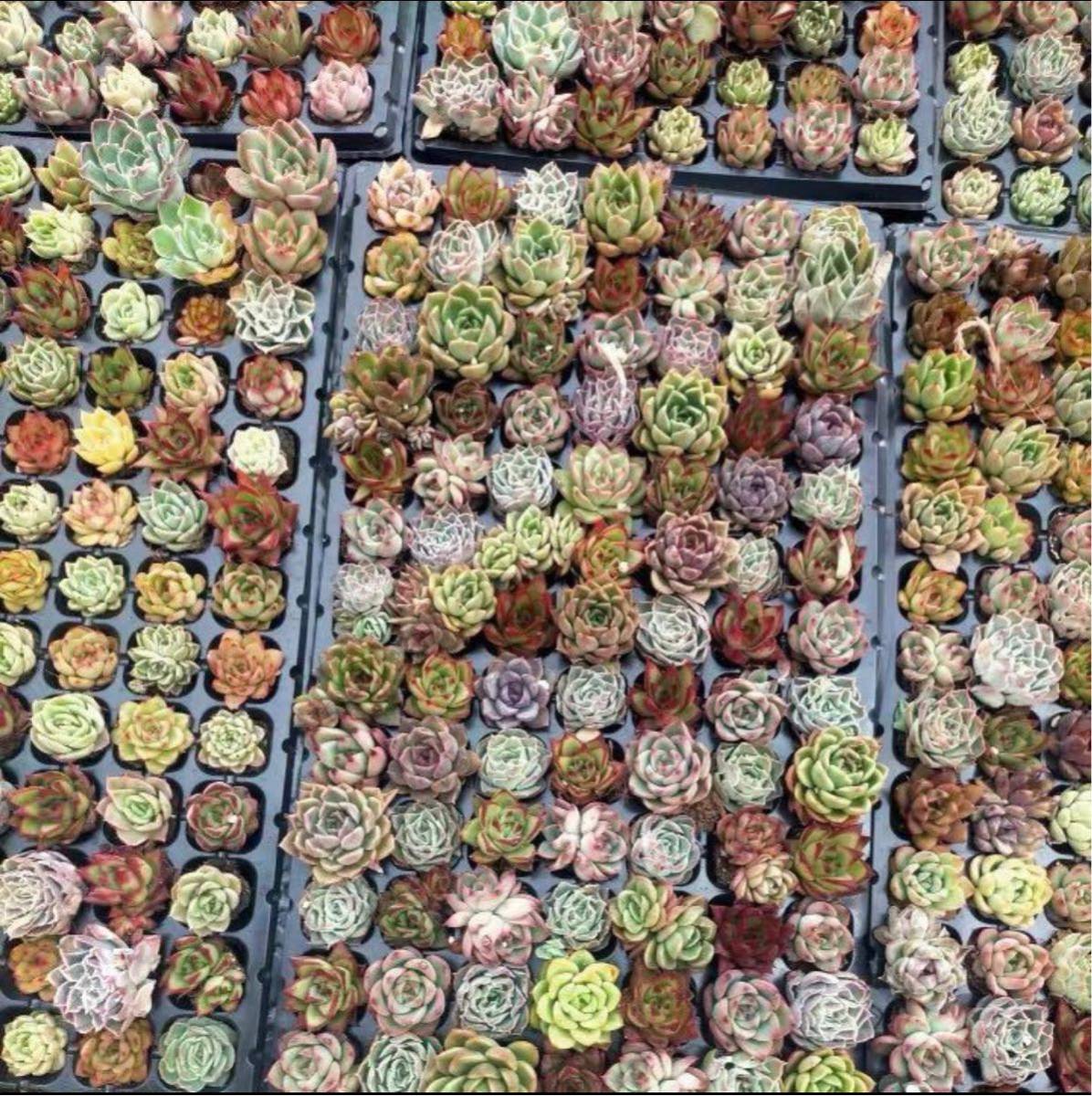 韓国苗 多肉植物美苗 交配種 105苗セット 実生05HW013 多肉植物15以上