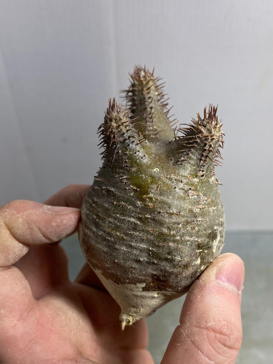 EMP パキポディウム グラキリス 現地株 ミニグラキ選抜 グラキリス S キ8147 gracilius・塊根植物 抜き苗マダガスカル