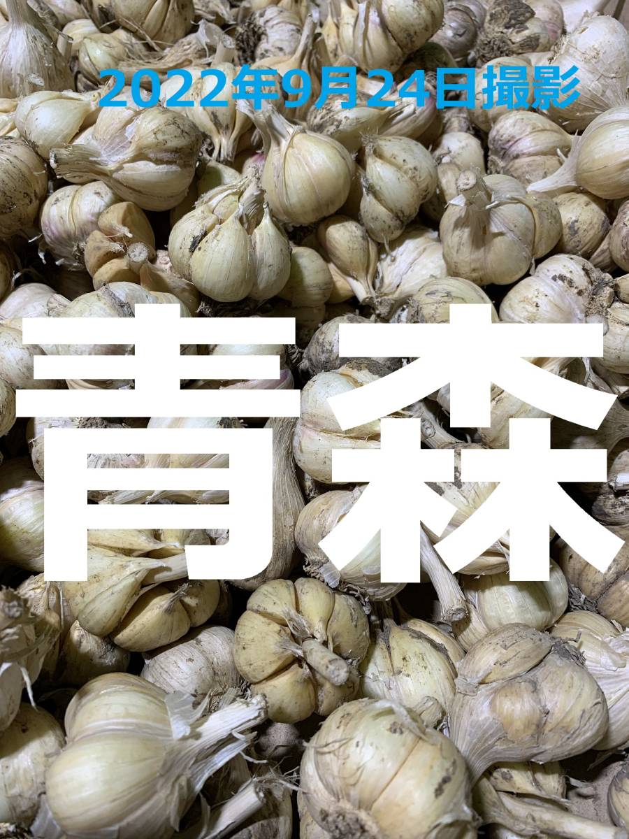 青森県産にんにく5kg Sサイズ ニンニク5キロ 福地ホワイト6片種 訳