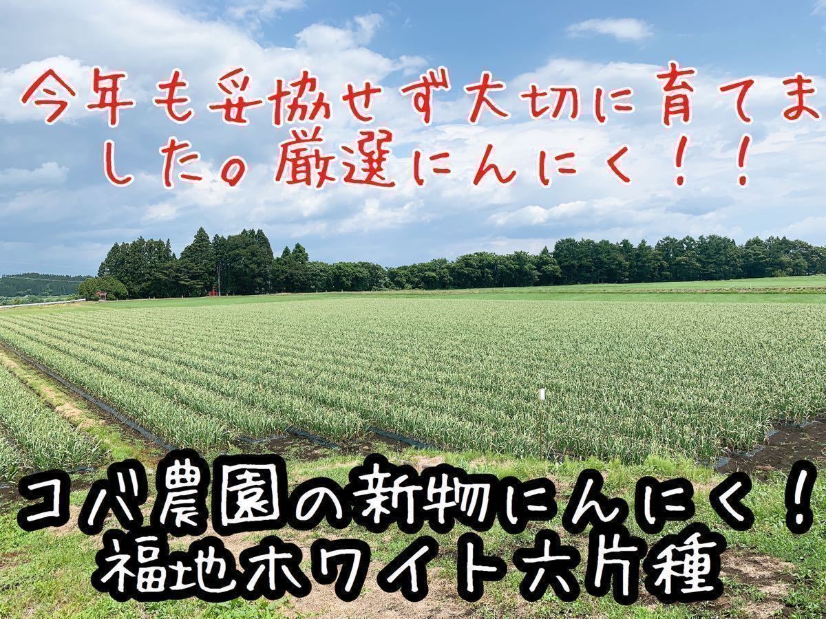 青森県産にんにく 福地ホワイト六片種 2022年度産 ニンニク バラ 