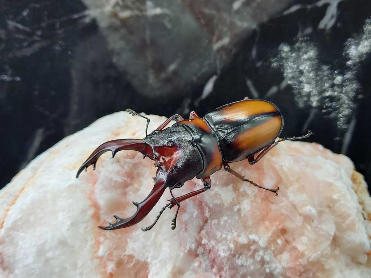 Prosopocoilus mirabilis ミラビリスノコギリクワガタ初二令幼虫5匹セット