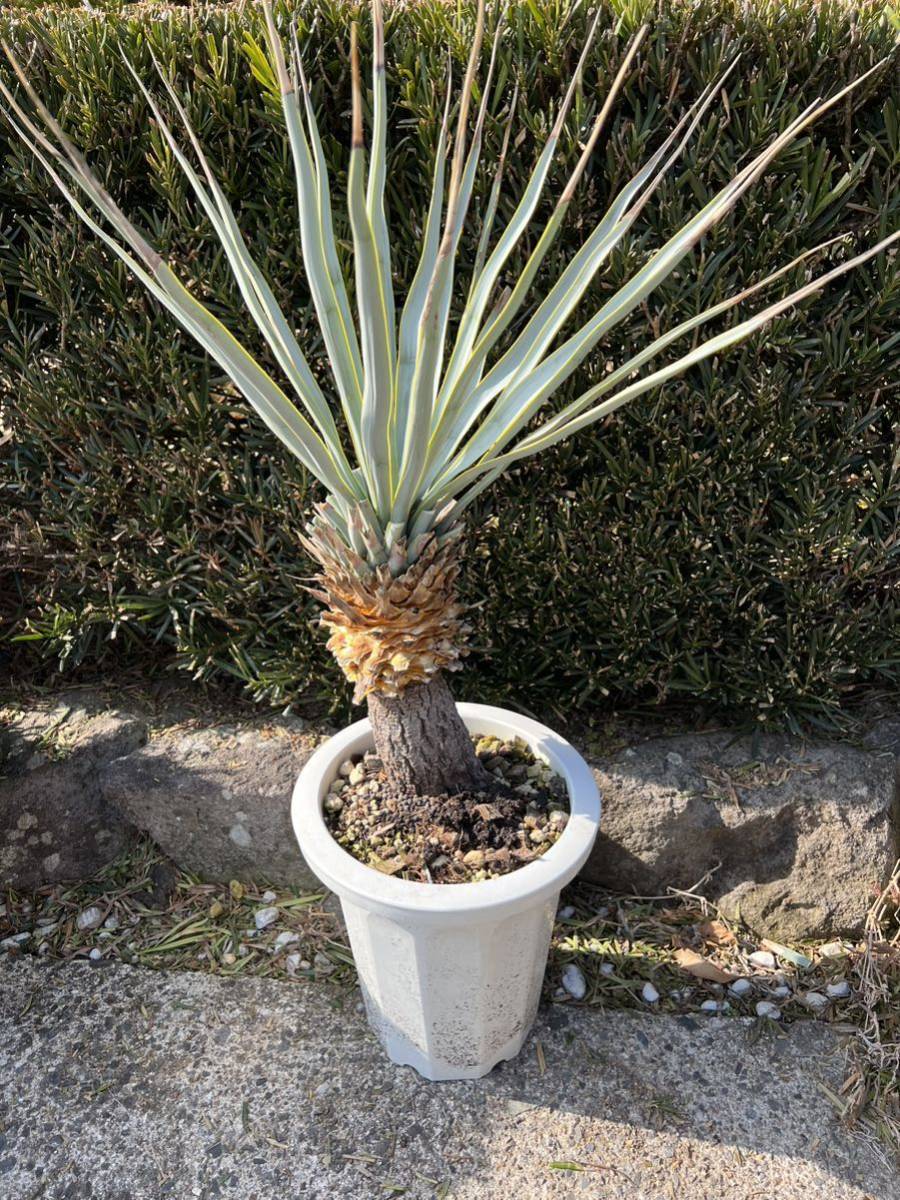 ユッカ　リギダ シルバー 太 ブルーユッカ ユッカ リギダ Yucca rigida レア ドライ