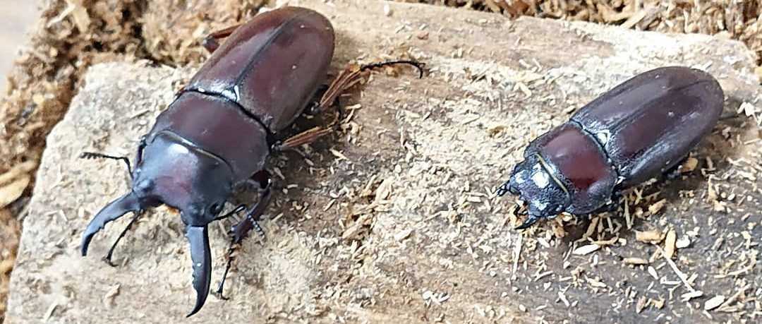 ジュリエットノコギリ／ロメオノコギリ　二令幼虫各5頭