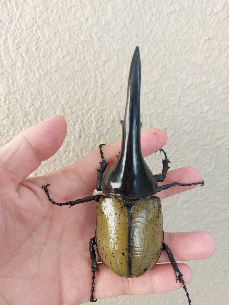 DHヘラクレス　オス　一匹　139ミリ　即ブリ　　Hiroka×OAKS　