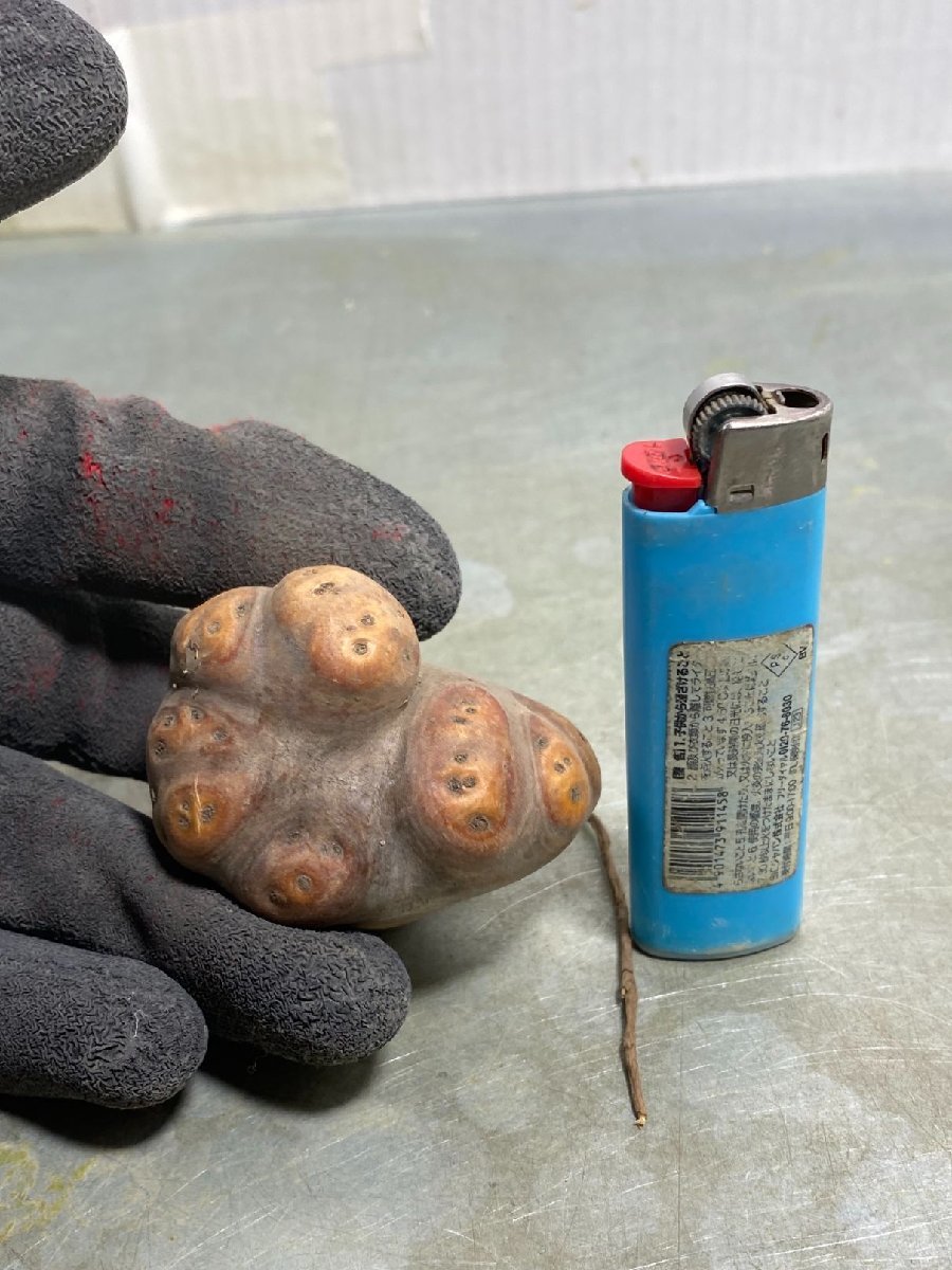 カ1728 「現地」オトンナ　カカリオイデス　抜き苗【1/13最新到着・塊根植物・Othonna cacalioides】