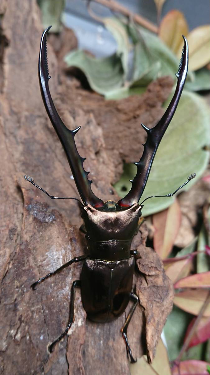 メタリフェルホソアカクワガタ♂82ミリペア ペレン島産 WILD メタリフェルホソアカクワガタ♂82ミリペア ペレン島産 WILD