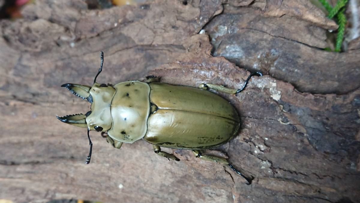 モーレンカンプオウゴンオニクワガタ♂４７ミリペア 　WILD　インドネシア便