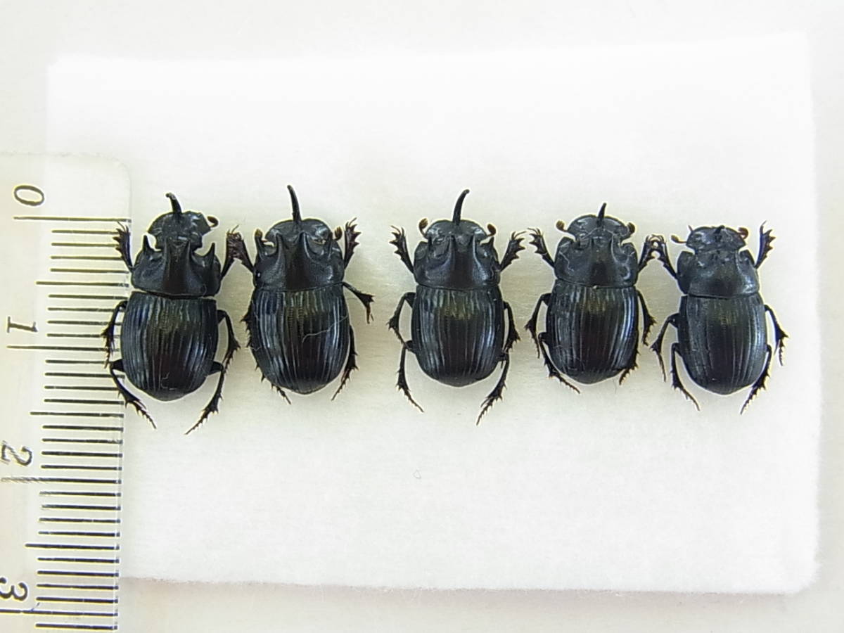 滋賀県多賀町産ゴホンダイコクコガネ5♂（標本） 長角の長短比較標本
