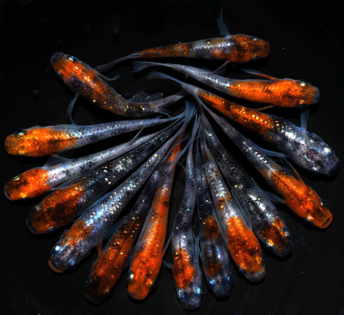 【天双メダカ】孔雀明王 15匹 N67