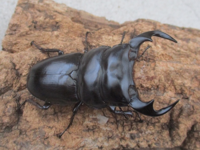 XYZ＠大阪 新春セール！即ブリ可 アルナーチャル Lohit産アンタエウス♂７４．５ミリ♀４９ミリ（F2）ＰＡ