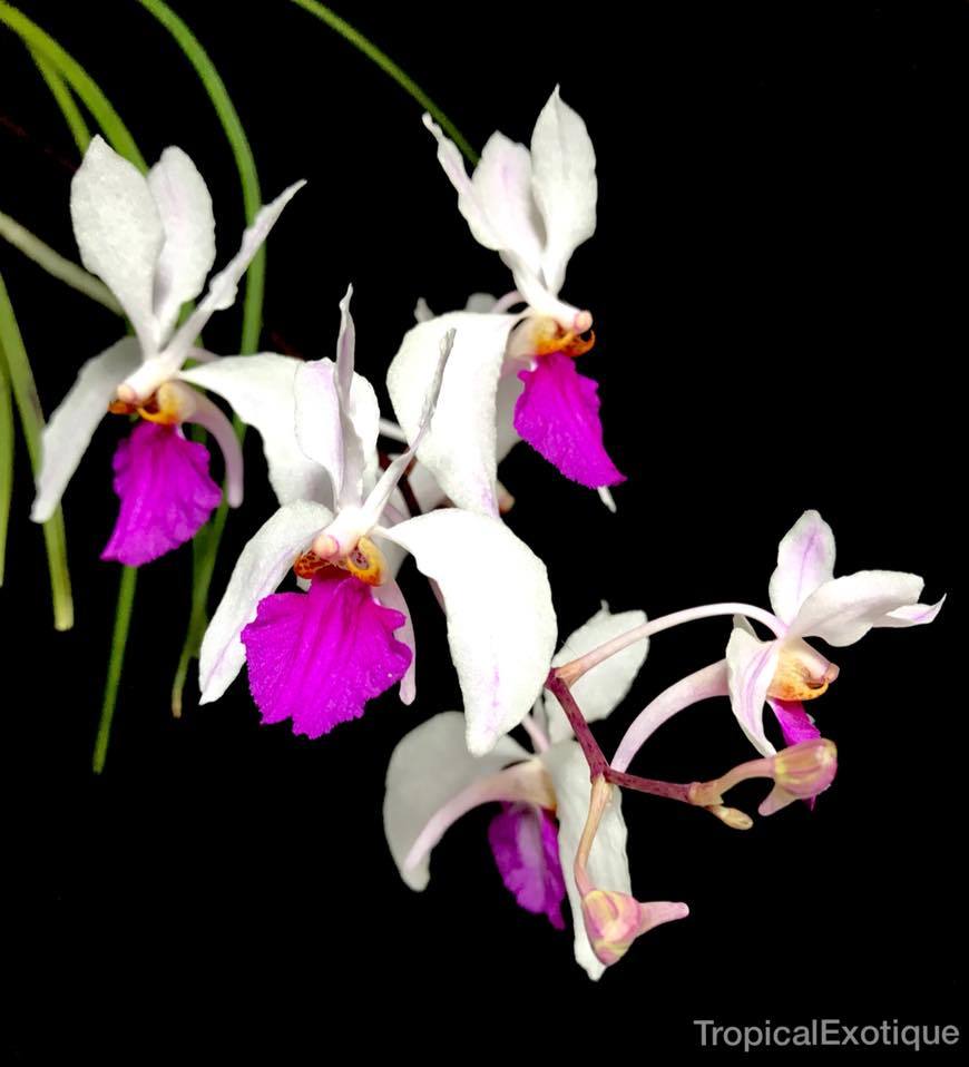 洋蘭原種 (535) 大きめの株です。Holcoglossum kimballianum