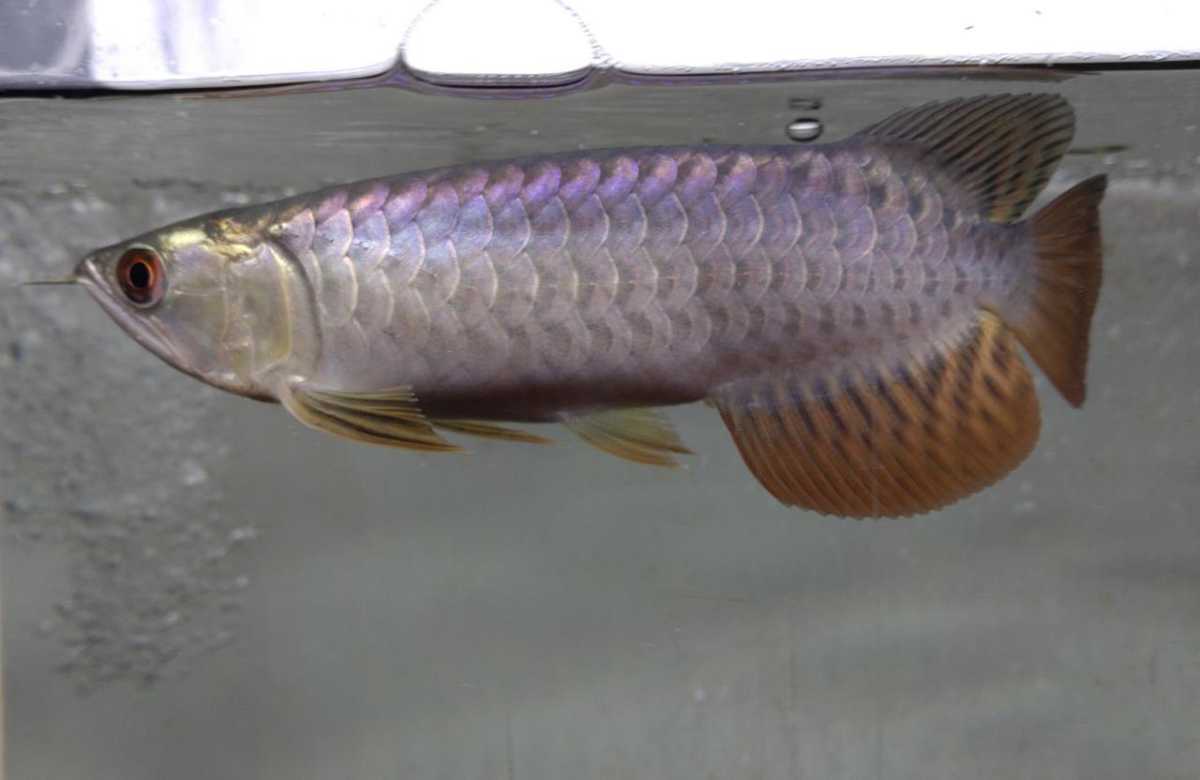 【超特価!!!】『魂 龍』フゥェンロン　【極上藍底過背金龍】約23cm『コスパ最強個体!!』　　【即決送料無料】『龍魚魂オススメ個体!!!』