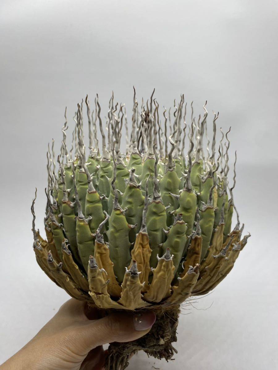 アガベ チタノタ 強棘 - 白鯨 特選 agave アガベチタノタ白鯨（強棘