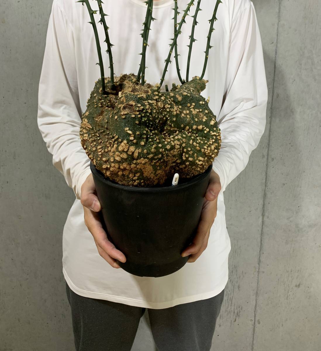 アデニア プセウドグロボーサ デカめ超扁平 発根済み アデニア