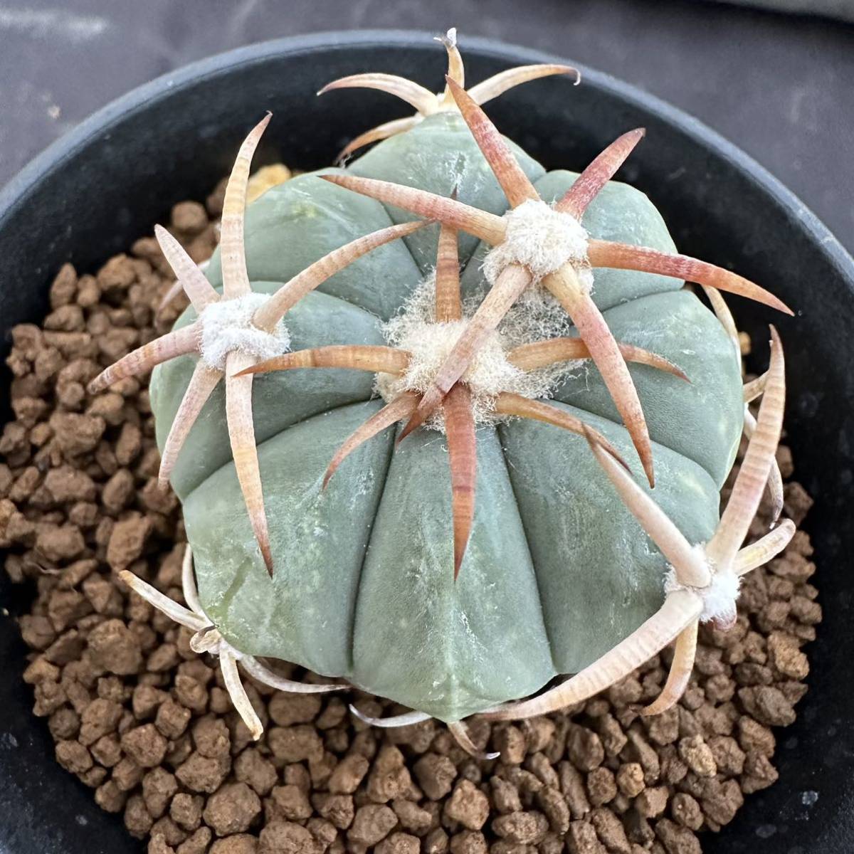 ☆サボテン・多肉植物☆814☆ エキノカクタス 花王丸 実生