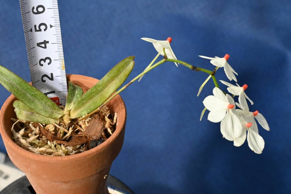 Aerangis luteoalba var. rhodosticta — culture and care blog