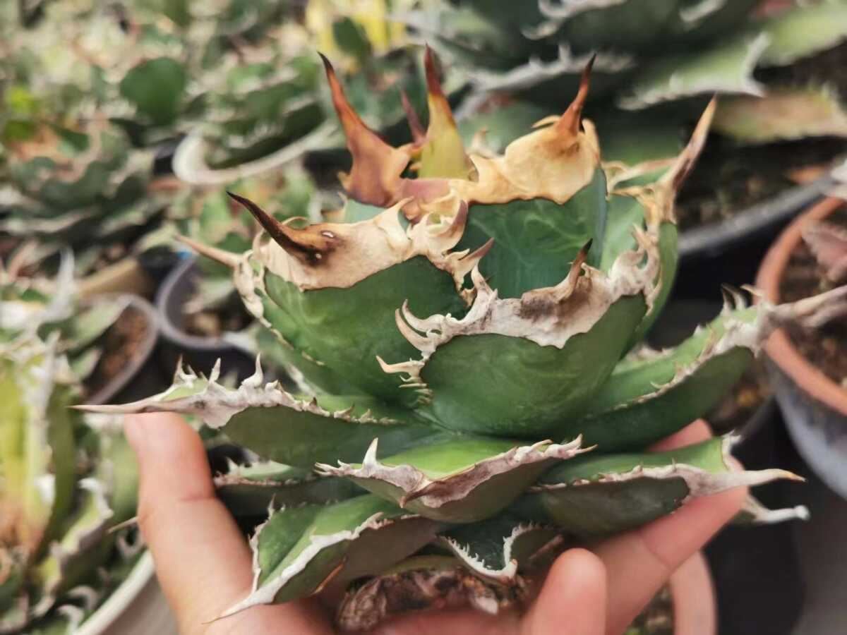 チタノタ 多肉植物アガベ Yahoo!オークション アガベ - 多肉植物 鰐亀 