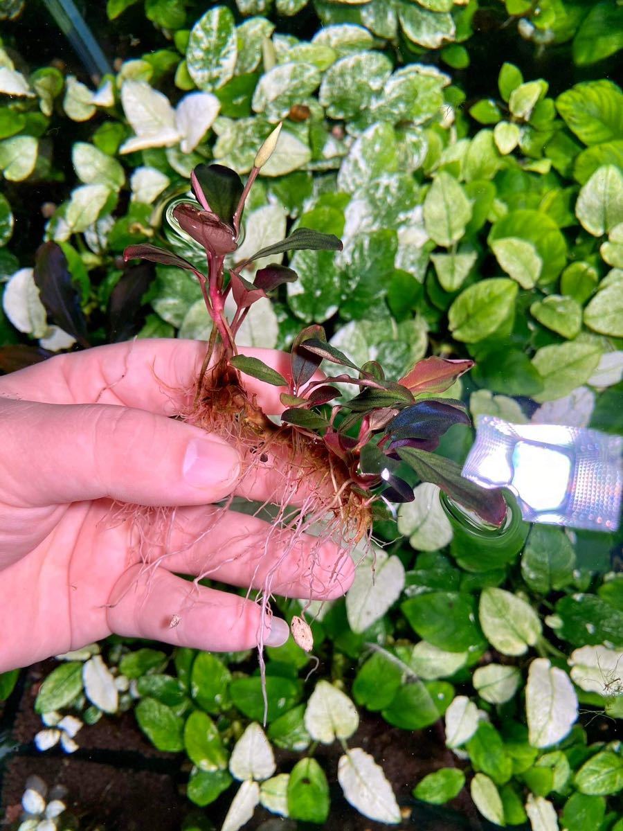 Bucephalandra sp. Melawi Blue 超特大群生株 Bucephalandra sp. Melawi Blue 超特大群生株 Bucephalandra sp