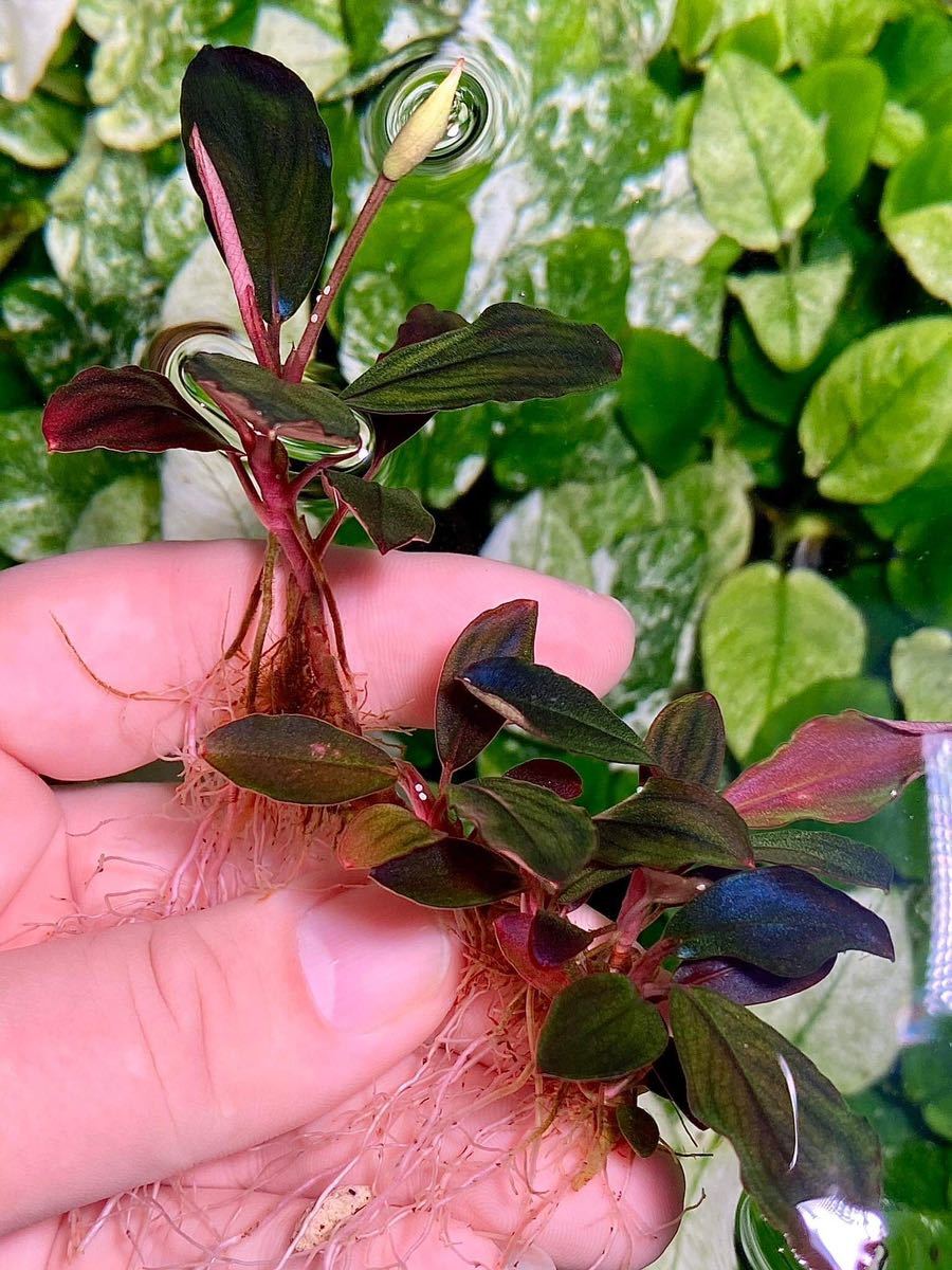 Bucephalandra sp. Melawi blue ブセファランドラ Bucephalandra