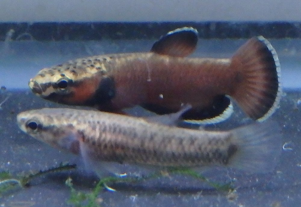 ベタ・アルビマルギナータ (マリナウF2) ペア