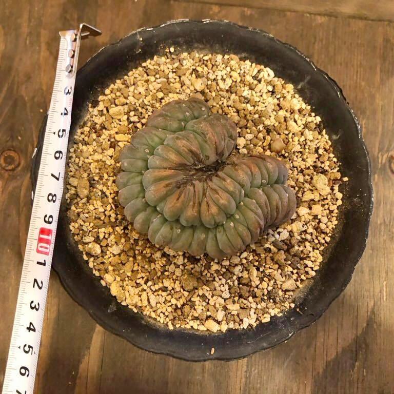 サボテン ロフォフォラ 烏羽玉 綴化 Lophophora williamsii ロホホラ 