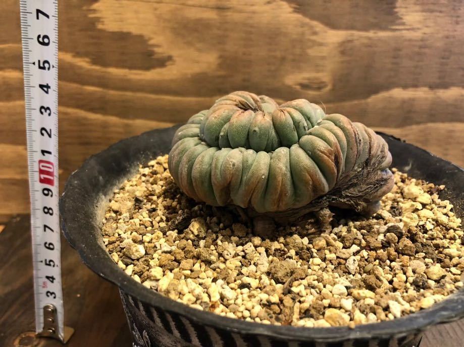 サボテン ロフォフォラ 烏羽玉 綴化 Lophophora williamsii ロホホラ 