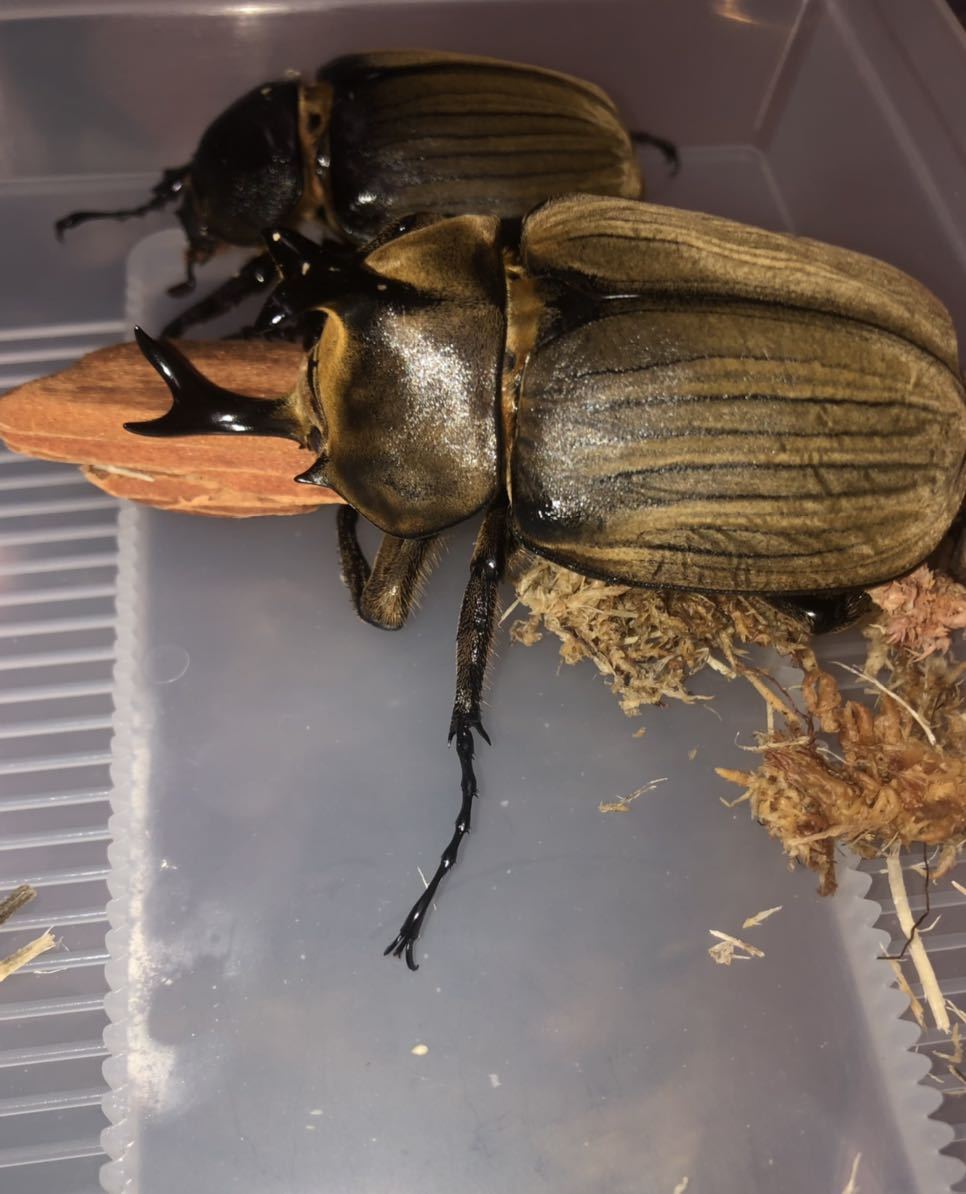 アヌビスゾウカブト 大型アヌビスゾウカブト ペア 大型血統希少種 新