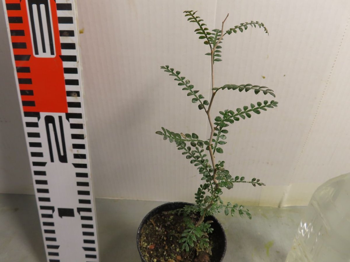 ス4021「実生株」オペルクリカリア　パキプス　2年株【種から発芽！・発根株・Operculicarya pachypus・塊根植物】