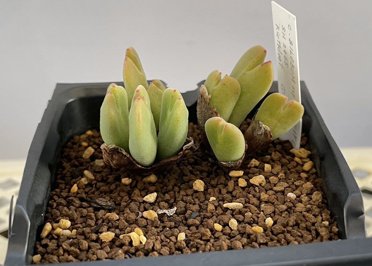 コノフィツム　Claviferans  2465 Conophytum bilobum ssp. claviferens SH2465 Rietkloof コノフィツム