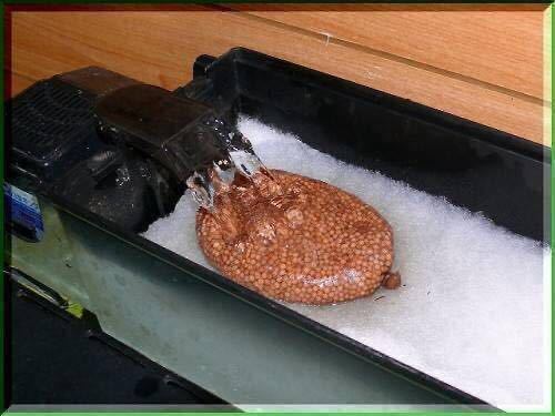 10mm250g★アクアリウム★バクテリア★感染症対策★送料無料_2