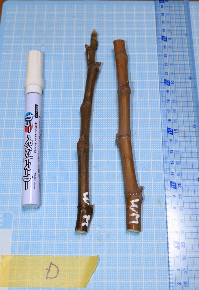 イチジク挿し穂　Dセット　White Madeira　2本　庭で遊ぼう