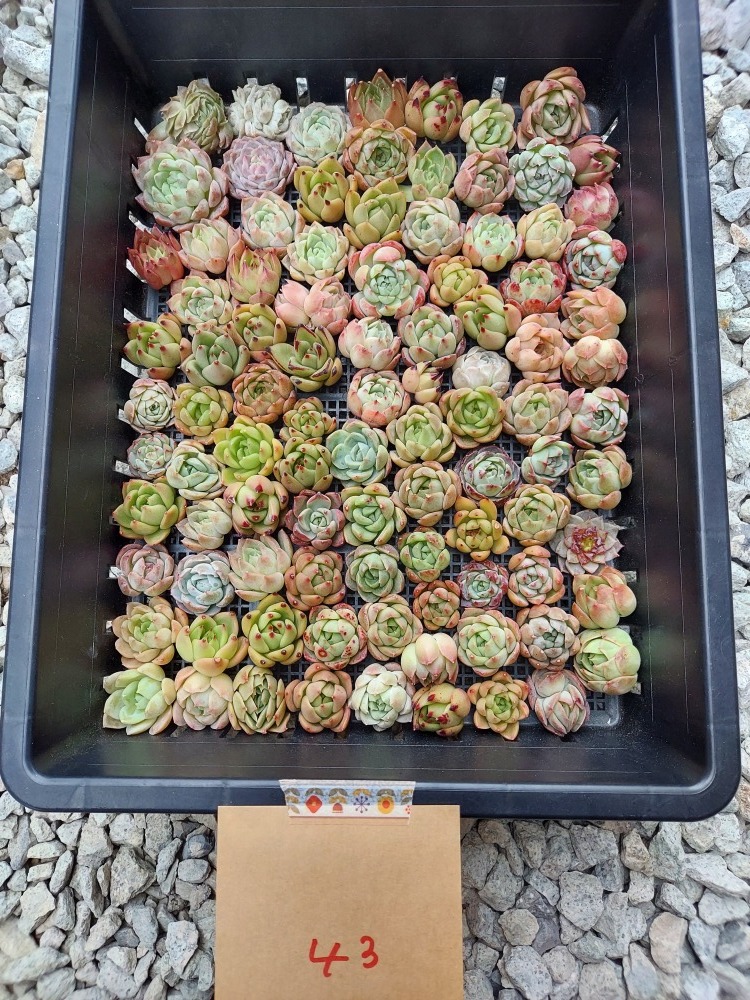 多肉植物 韓国苗 Echeveria0207MH-43023579-43【小さい】多肉植物 寄せ植えに♪(お名前つきません) (岡山在庫)(2/16発送)
