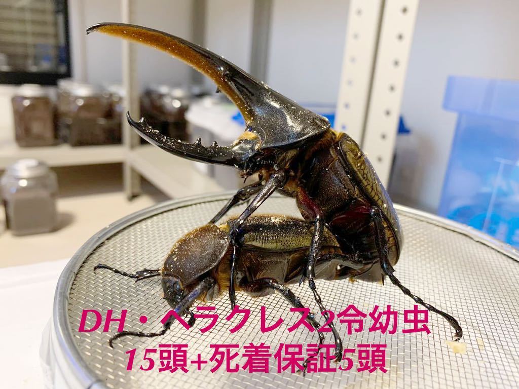 DH・ヘラクレス2令幼虫15頭+死着保証5頭 合計20頭