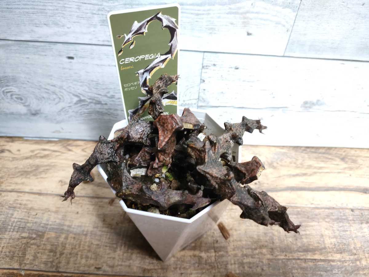 セロペギア ボッセリ　ビザールプランツ　珍奇植物　 ceropegia bosseri マダガスカル原産　1