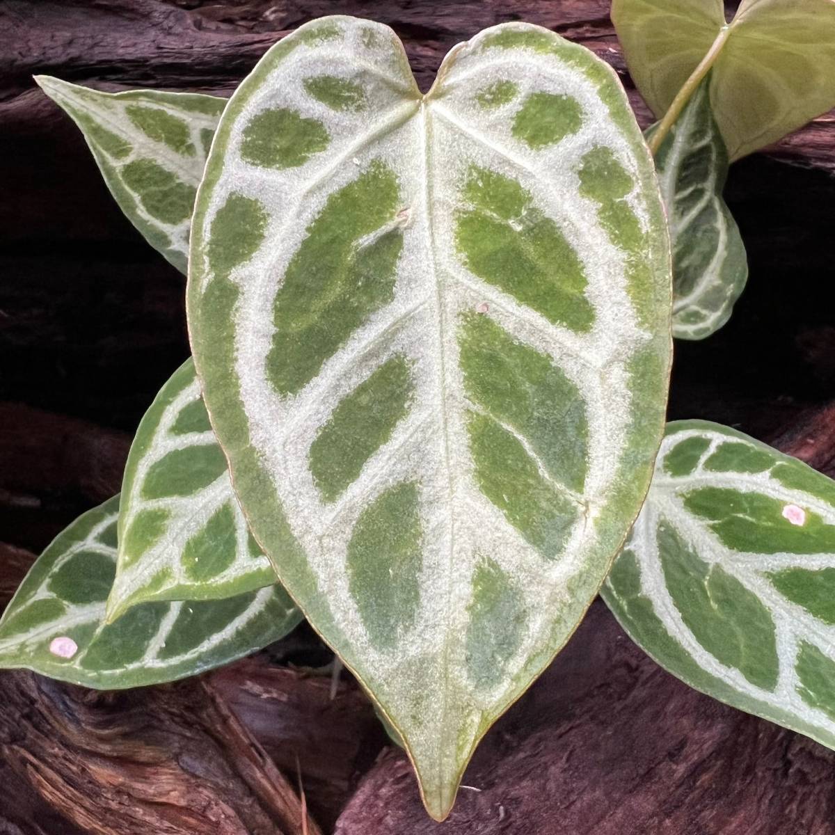 超激レア アンスリウム クリスタリナム Anthurium crystallinum 中南米