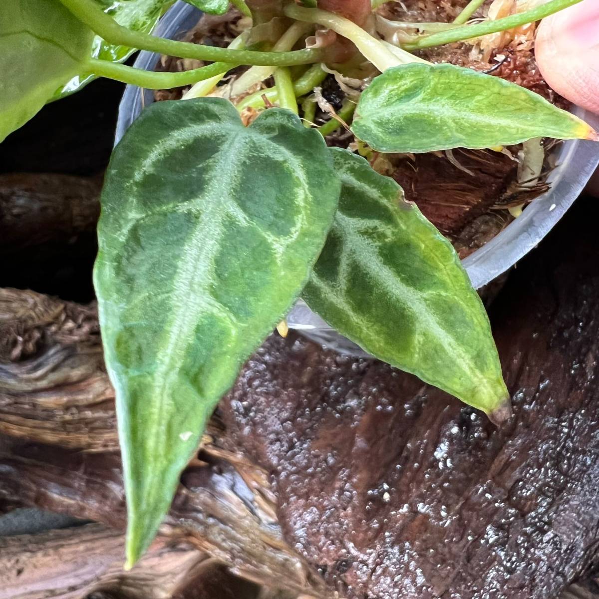 超激レア Anthurium アンスリウム ホープ crystallinum'Crystal Hope