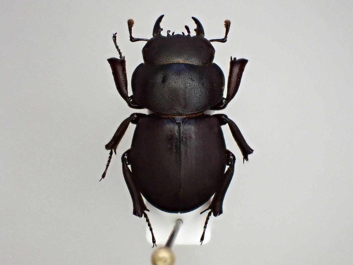 ハワイハネナシクワガタ Apterocyclus 標本 昆虫標本 【公式通販】