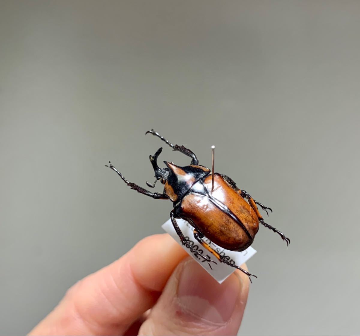 ガビサンツノカナブン Neophaedimus auzouxi ♂一頭 中国産 カナブン