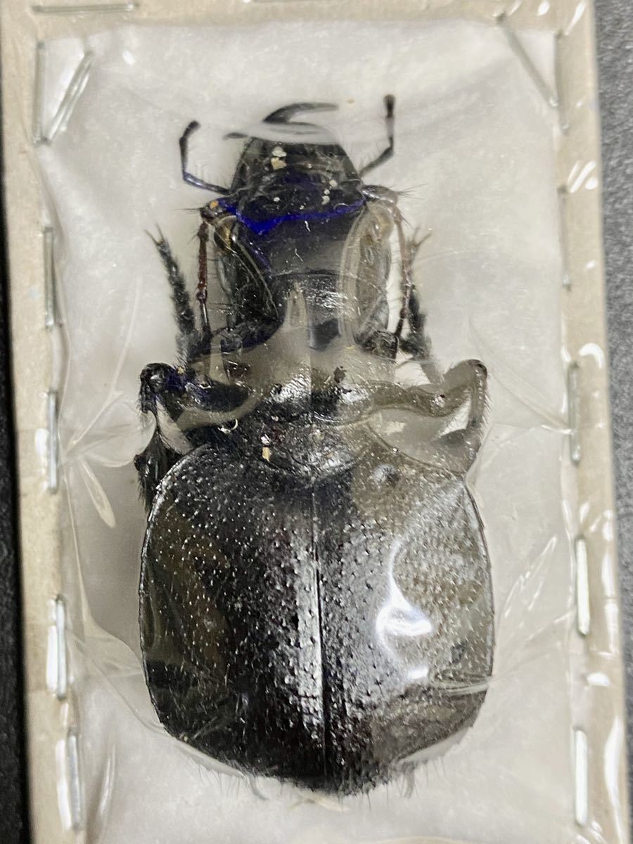 巨大♂オオエンマハンミョウ Manticora タンザニア産 昆虫標本