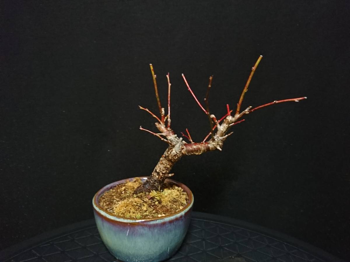 【ビャクシン】甲州野梅／コウシュウヤバイ 樹高１３㎝ 太幹 小品盆栽 ミニ盆栽 うめ盆栽 優良素材 No５６ー６