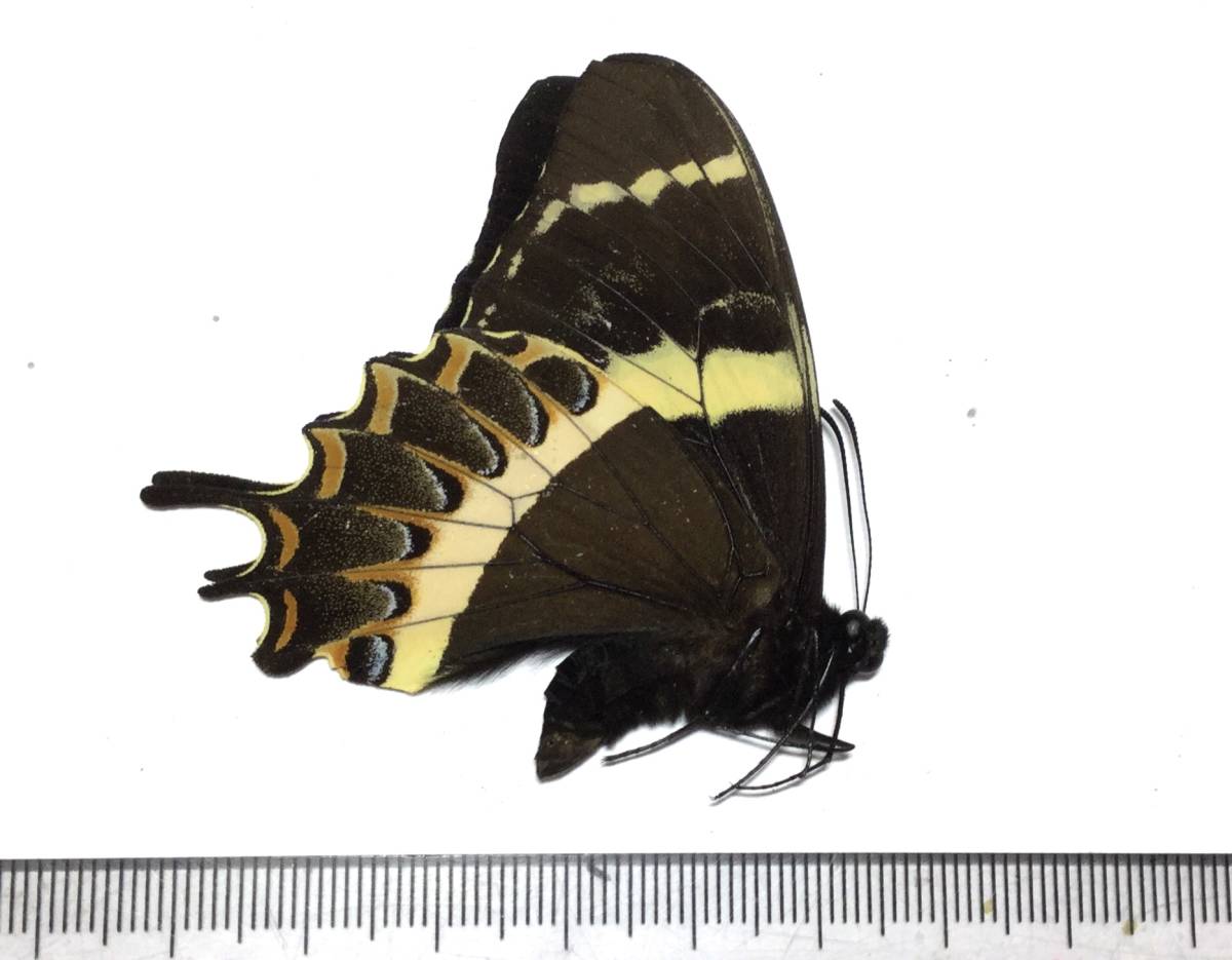 ☆蝶 三角紙標本 メキシコ産ガラマスアゲハPapilio garamas abderus
