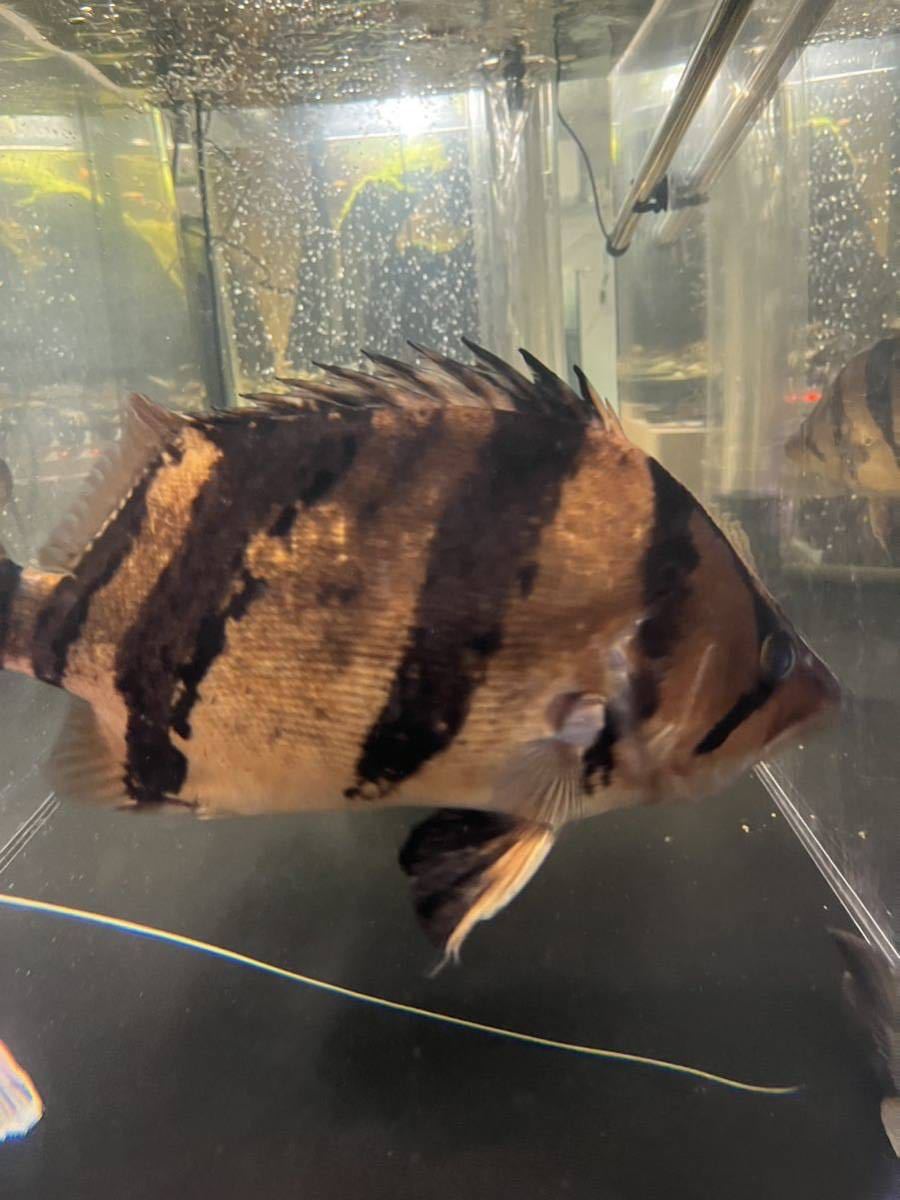ダトニオリアルバンド！45センチ巨大！ダトニオプラスワン(淡水魚 