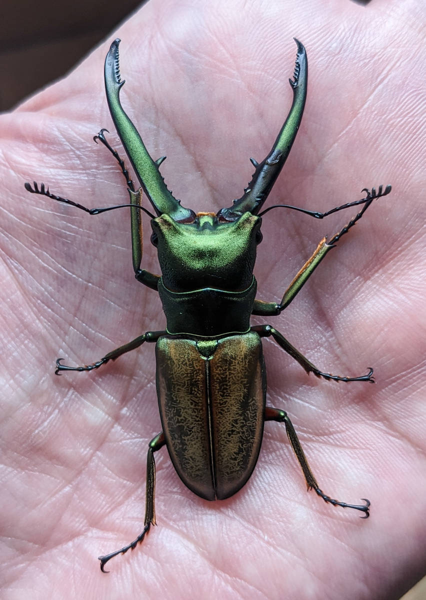 使用済み チュウホソアカクワガタ♂60mm単