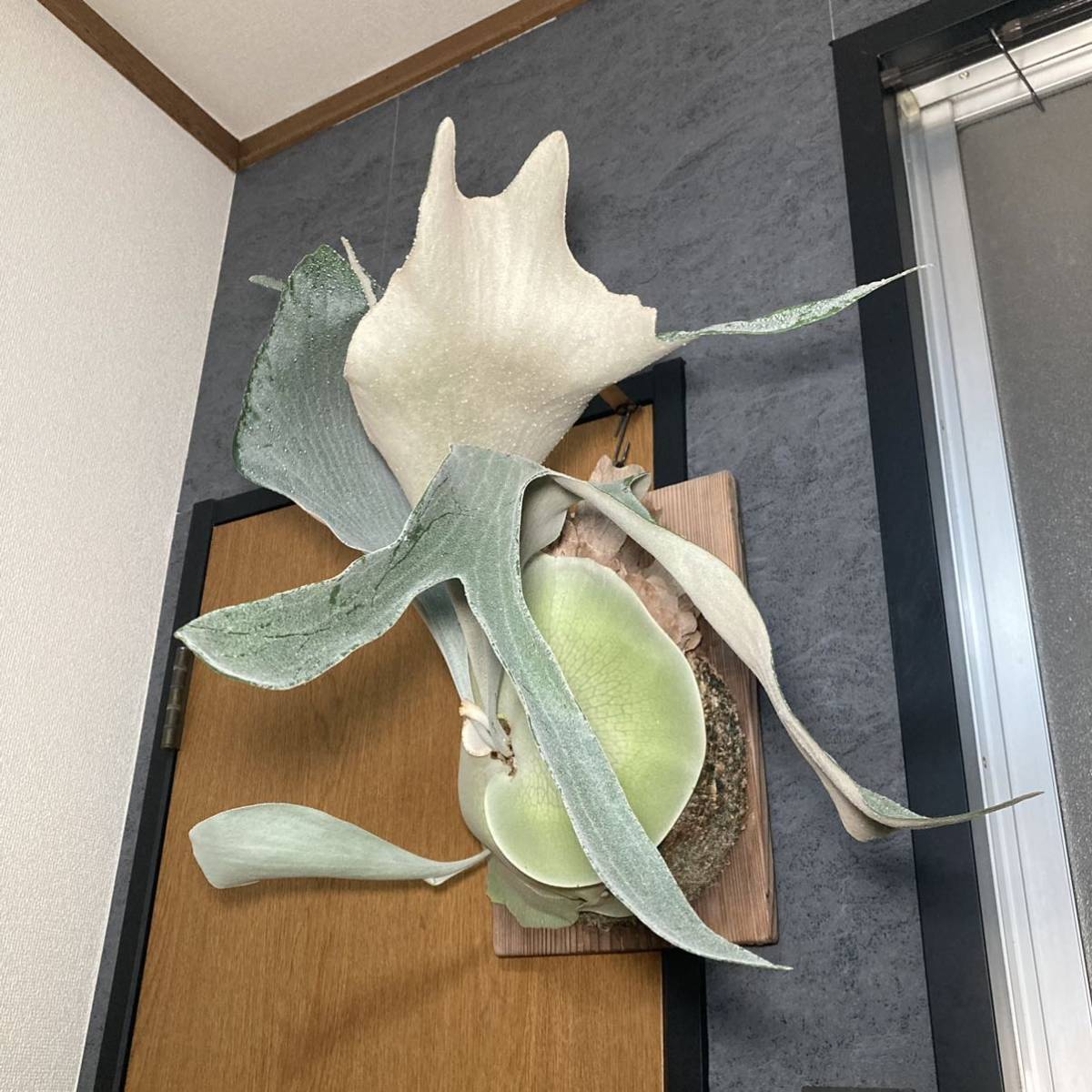 ビカクシダ　15種　③ ビカクシダ 15種 ① 本物