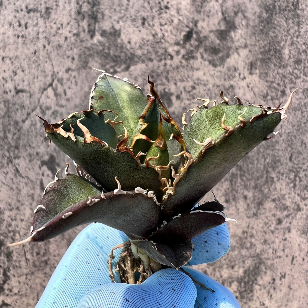 【大特価】アガベ 金鯨 親株販売 アガベ チタノタ 金鯨 親株