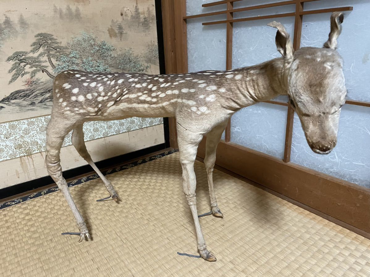 剥製 バンビ 小鹿 - | 子鹿 腹子 札幌♪ ♪子鹿 メルカリ 宮崎学フォト