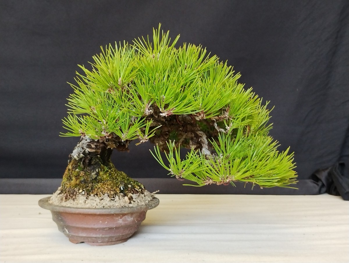 黒松 クロマツ 古木 ミニ盆栽 小品盆栽(松)｜売買されたオークション