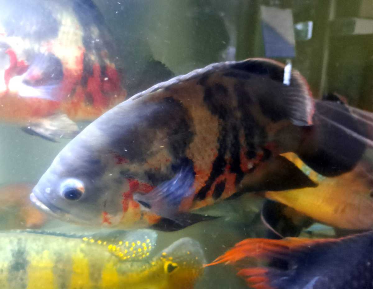 サンタクルースオスカー30cm前後